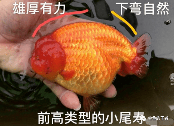 兰寿金鱼飞机尾图解图片