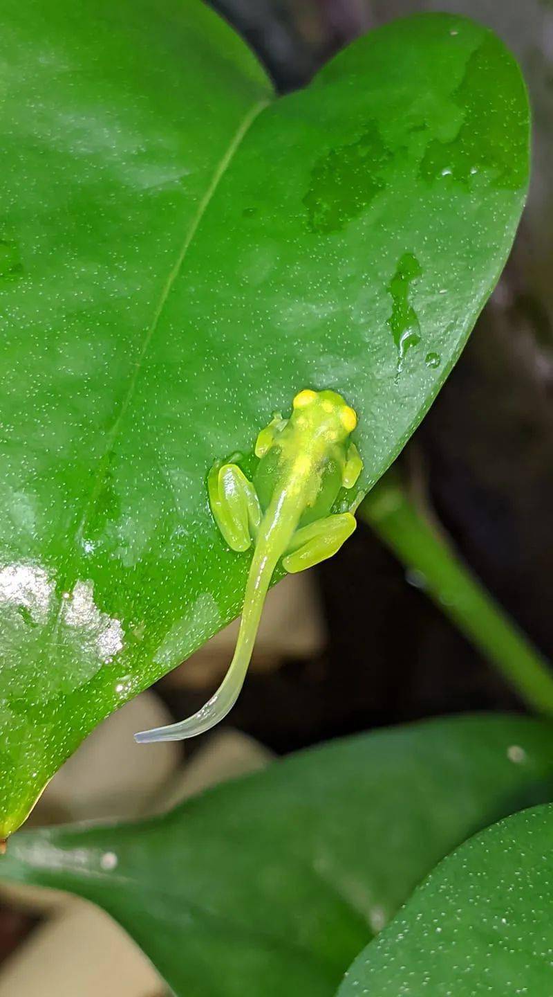 上岸的玻璃蛙,似乎还不愿舍弃它那条透明的小尾巴!