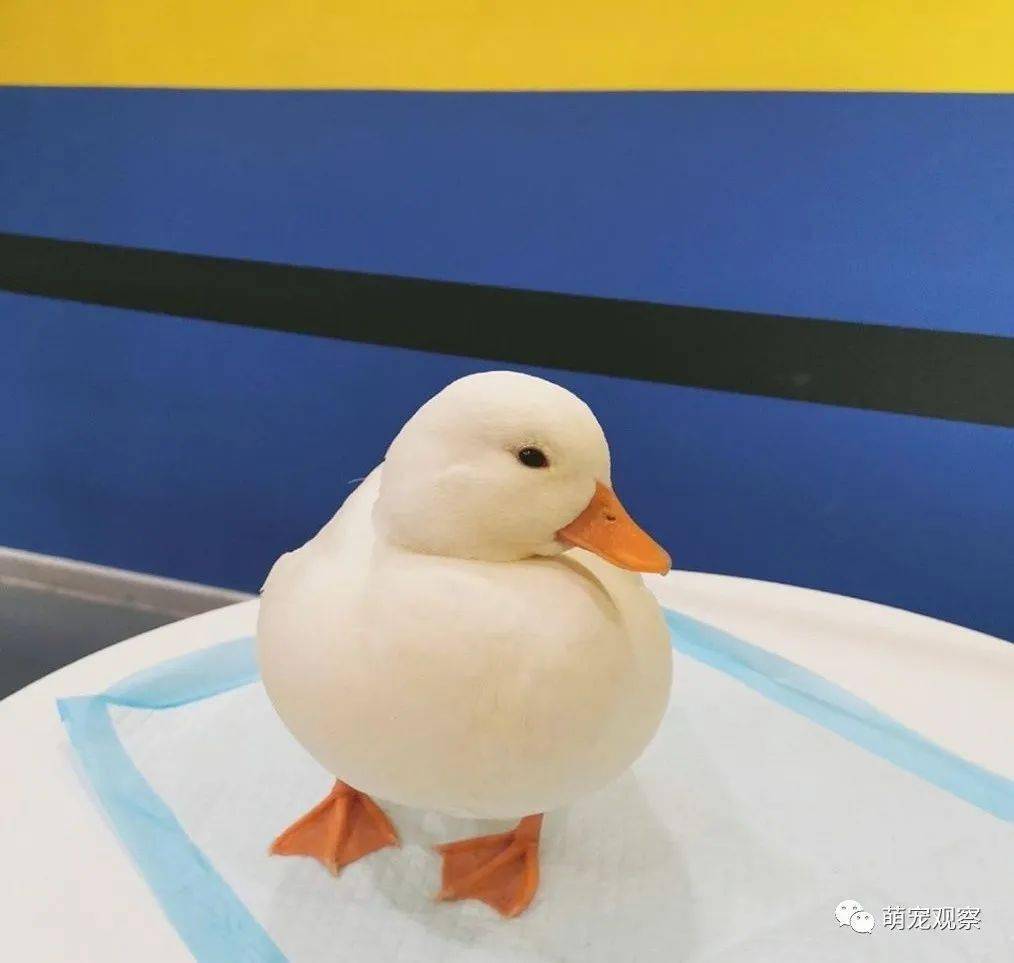 王珞丹寻鸭启事系王思聪同款的柯尔鸭可惜吉吉却已经不在了