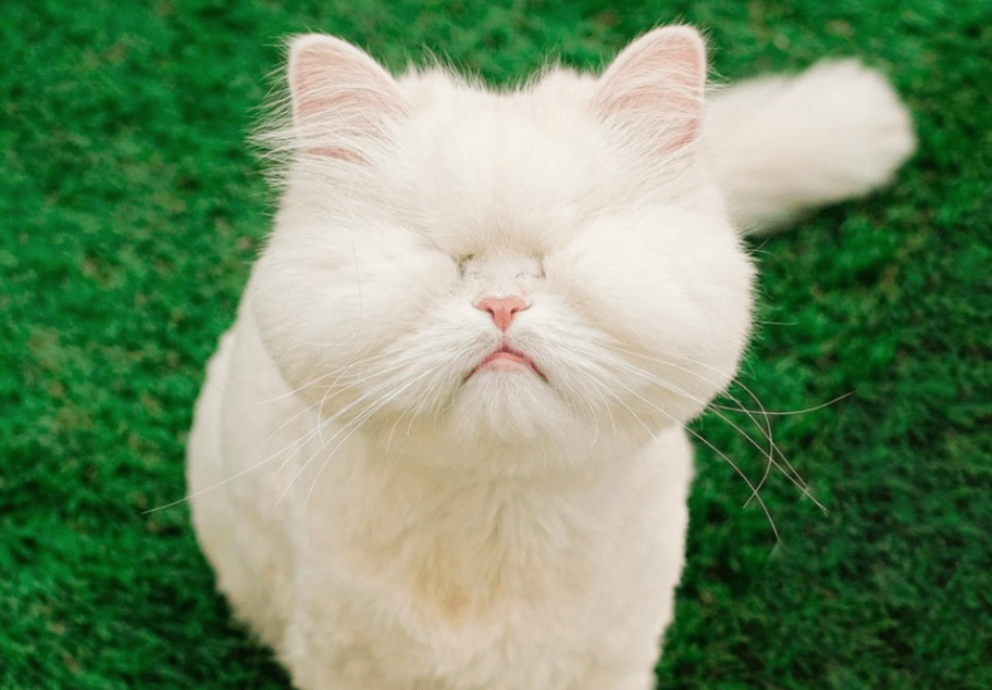 超可爱!失明波斯猫变网红_发现频道__中国青年网