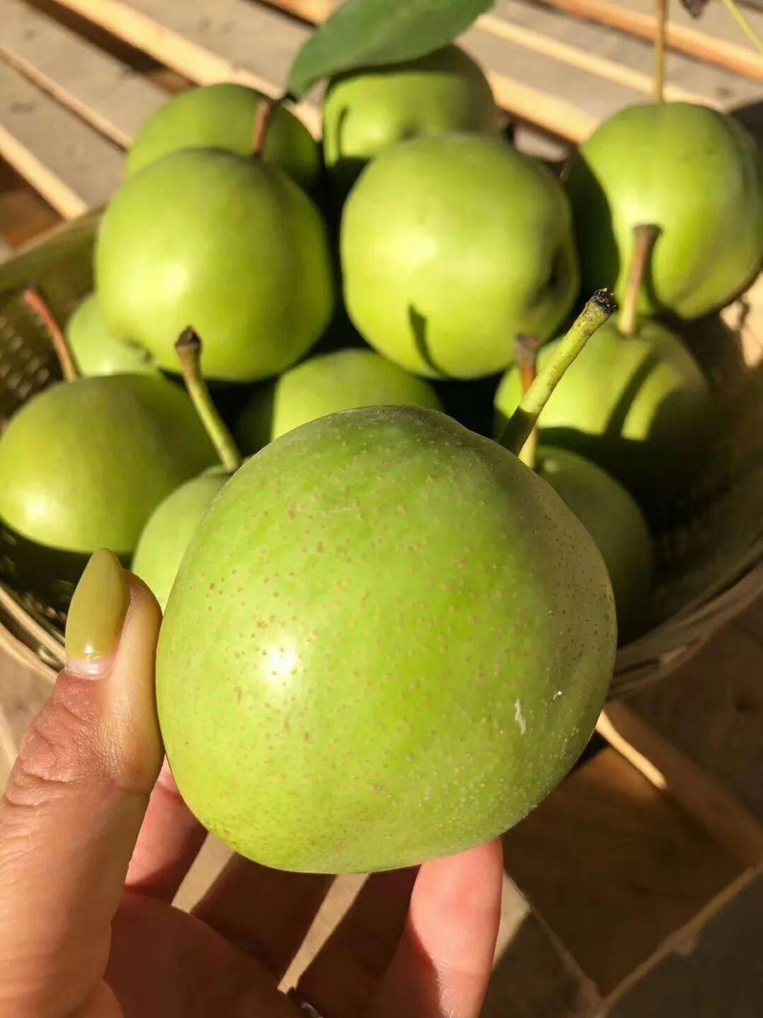 爆汁爆汁陕西高山早酥梨455斤装香甜多汁香酥脆嫩汁多味美这个夏天让