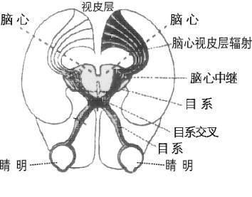 基于太极阴阳天人合一的人体结构与功能模式图解