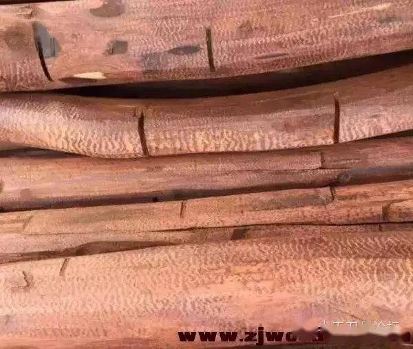秦岭最硬的木头图片