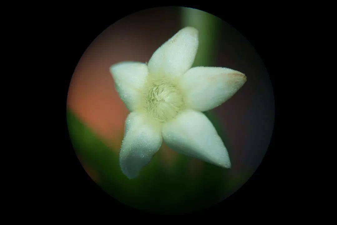 花朵的花冠部分呈高脚碟状,长约2cm,花冠裂片在花蕾时呈镊合状,花冠口