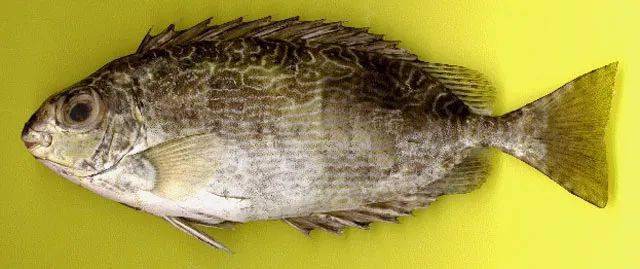 臭肚鱼(网络图片)