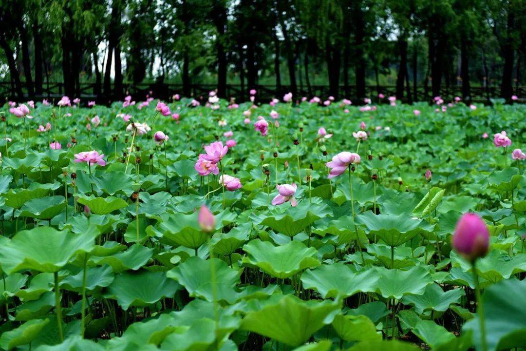 滕州微山湖红荷湿地丨先睹为快相约湿地看荷去