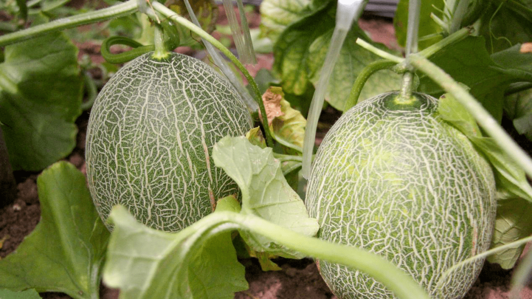 西昌产哈密瓜上市啦皮薄甜度高口感好