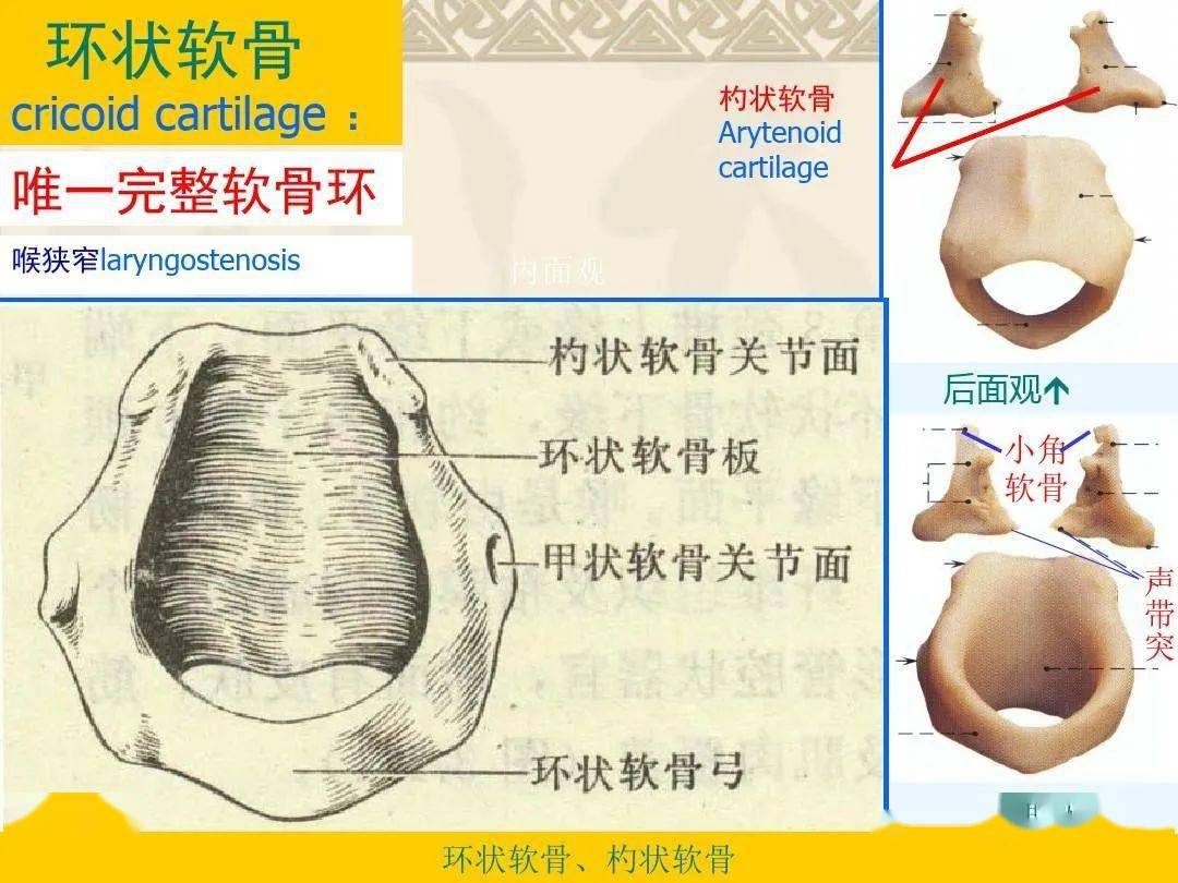 咽喉部解剖最全图解 // nhah国际芳疗师认证考试