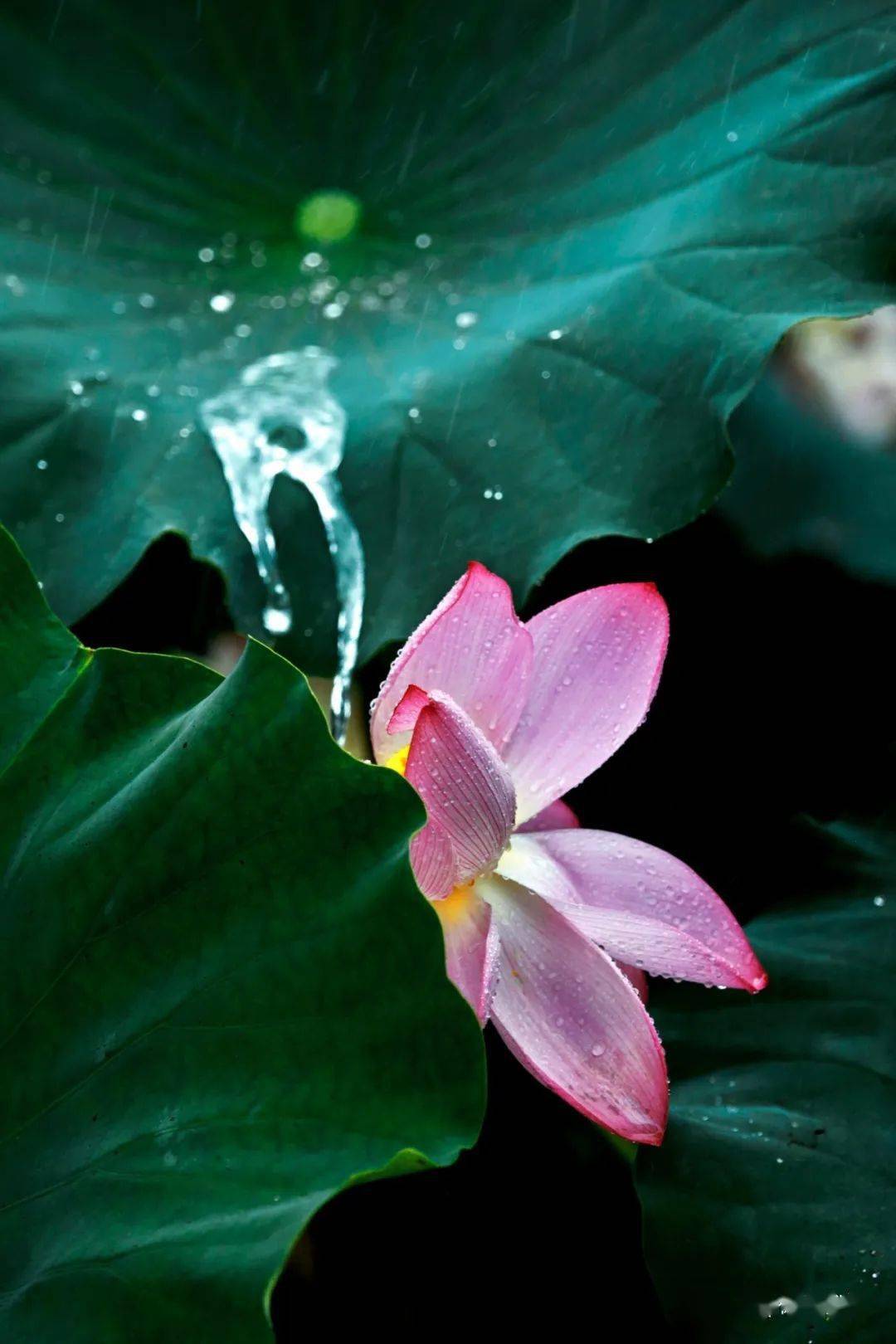 雨露清荷花娇羞