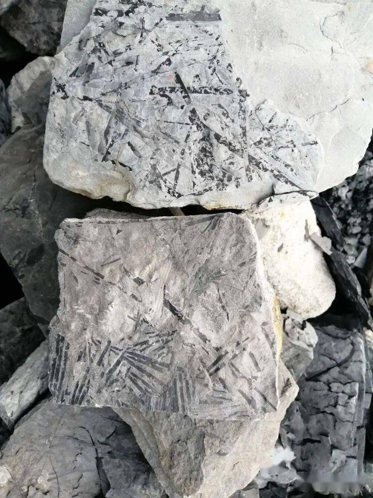 出发铜川在距今六---五亿年前的早古生代中寒武世到中奥陶世是一片