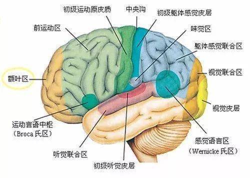 【儿康进行时】第59期//与运动相关的神经系统结构_分区
