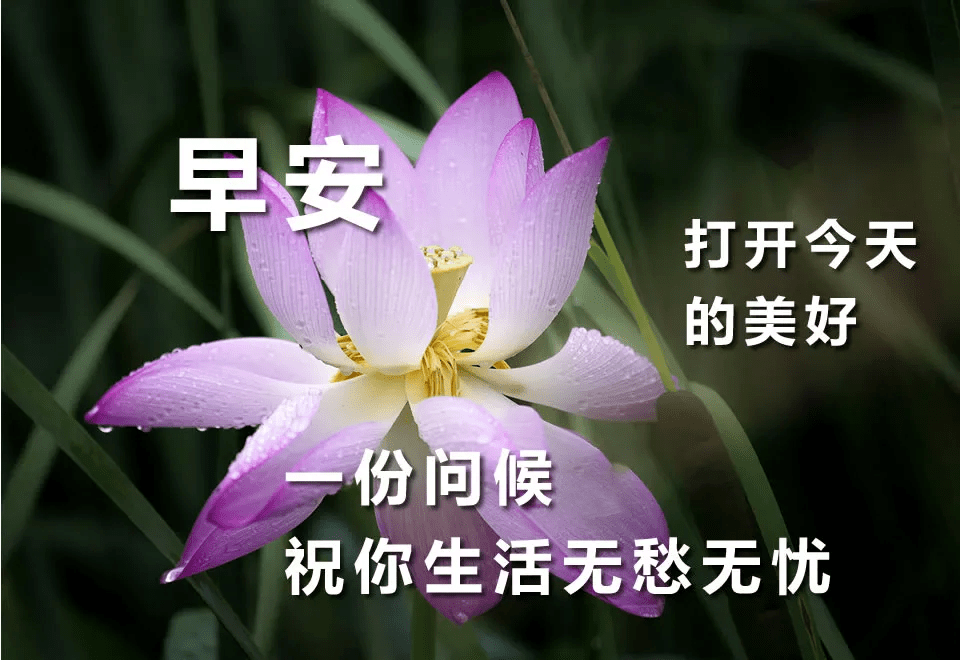 早上好問候祝福美句子漂亮的鮮花祝福早安圖片帶字