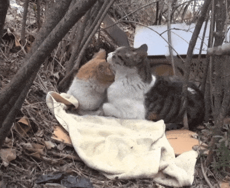 450_368gif 动态图 动图