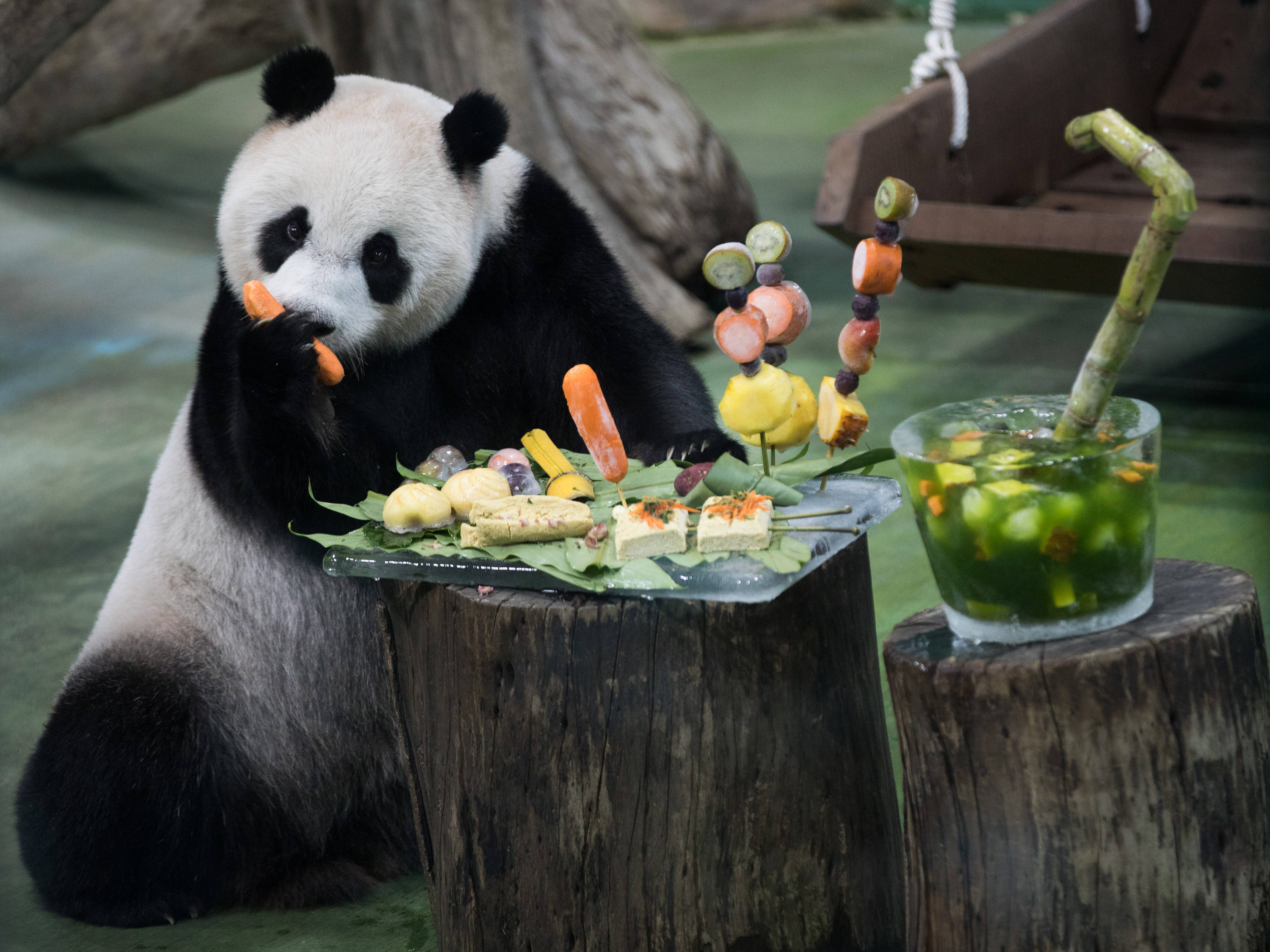 7月6日,在臺北市立動物園,大熊貓