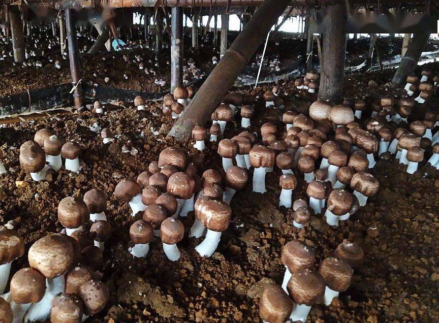 来看一场"姬松茸革命"里的收入翻番密码