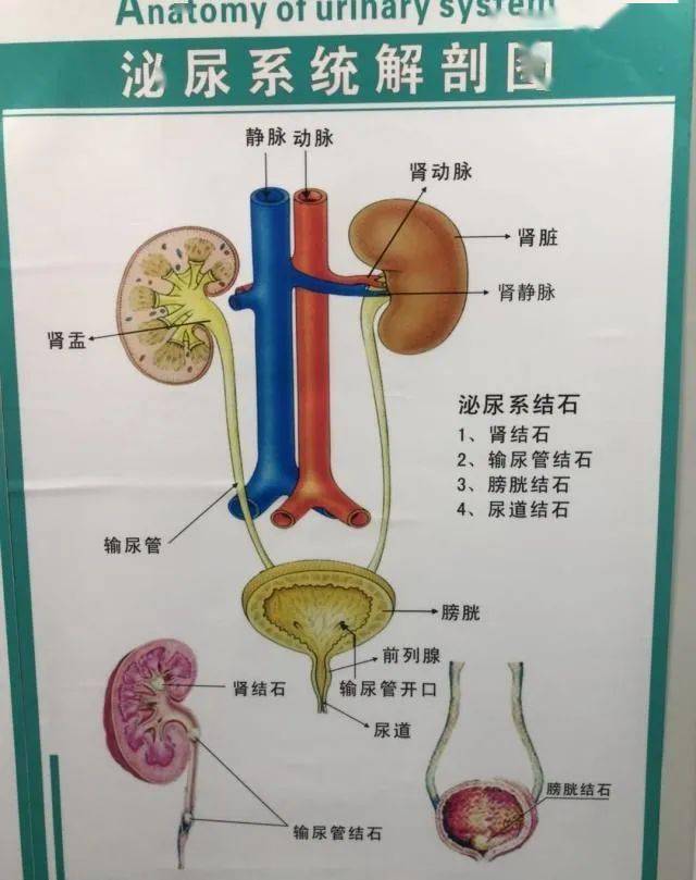 输尿管解剖结构示意图图片