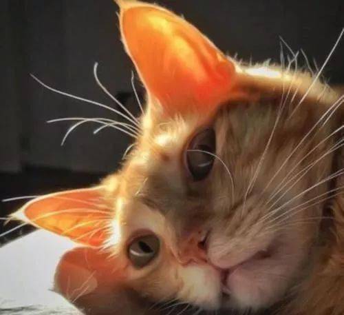 猫咪界的盛世美颜猫颜祸水看过的人都心动了