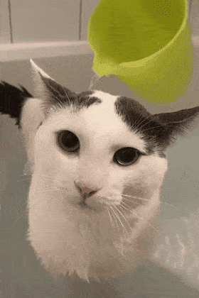 嚎到邻居报警,非说我在虐猫!  返回搜             责任编辑