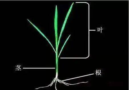 什么是水稻有效分蘖与无效分蘖?种植大户必须弄明白,多图详解
