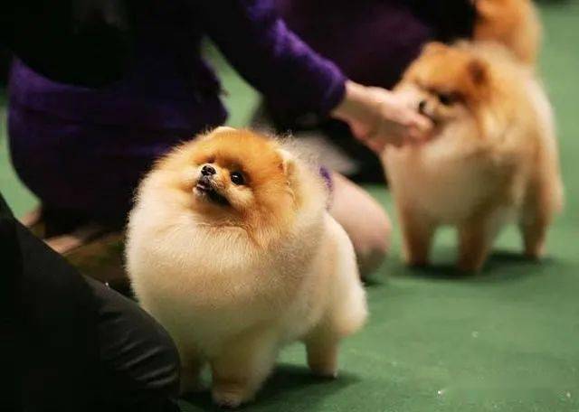 7招教你区分纯种博美和串串博美