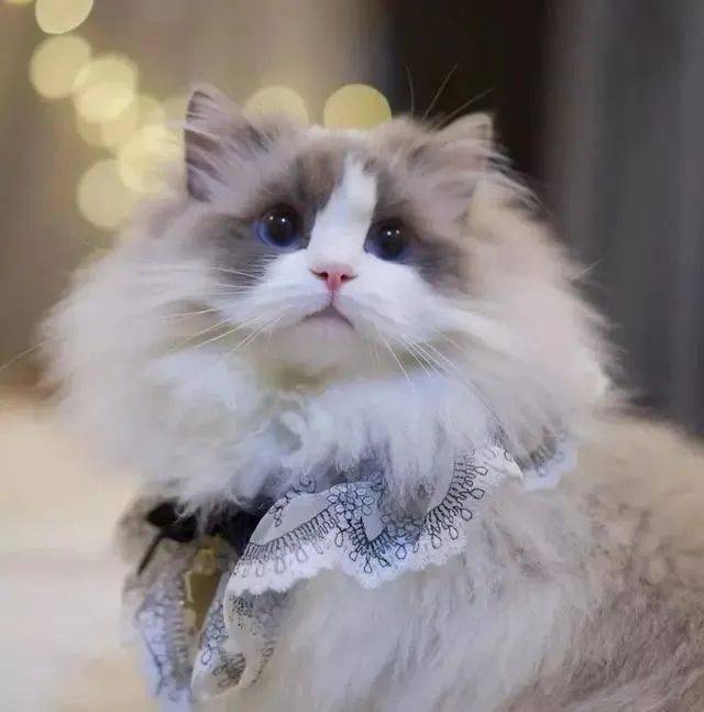 为什么布偶猫肠胃弱不只是肠胃美丽的外表下还有其它隐藏疾病