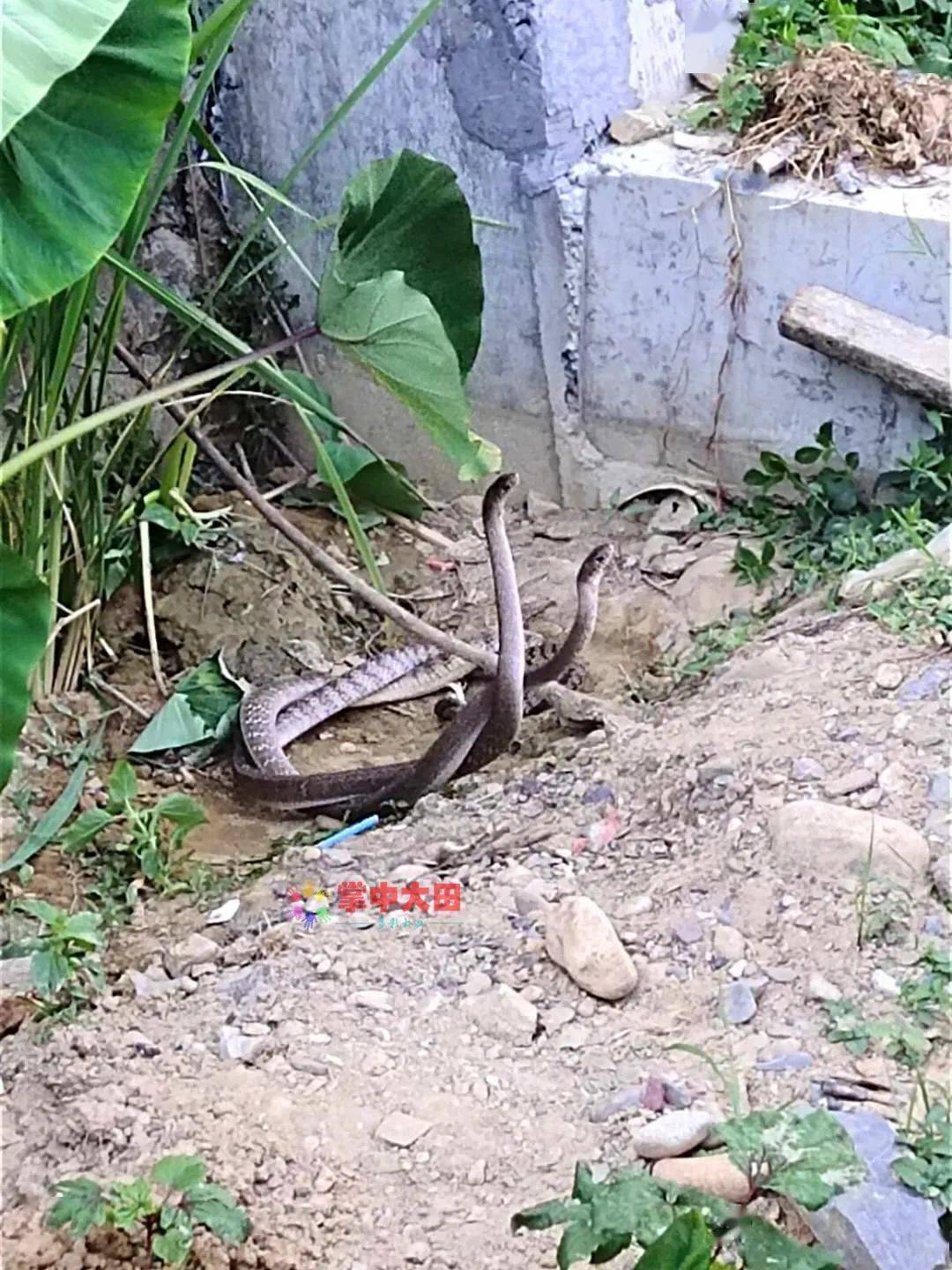 大田城区又现"双蛇共舞"秀恩爱