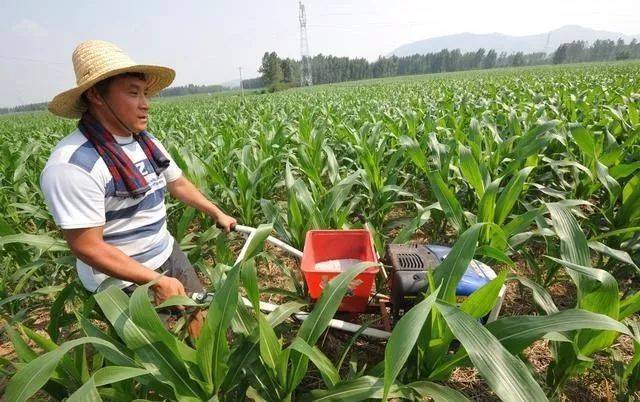 玉米追肥有讲究要想高产应该这样追肥