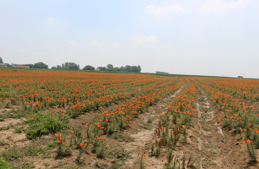 围观今日份兰州百合c位出道孤店子镇曹家村鲜瑞园
