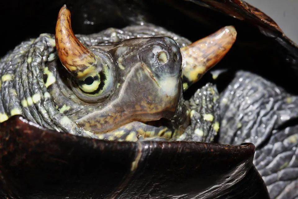 草龟双眼眼皮长出一对角,像极了维京人的牛角头盔!
