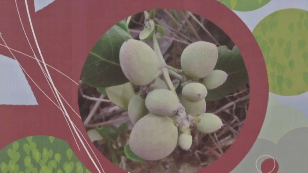禁止过度采摘榄钱,保护红树林 维护湿地生物多样性
