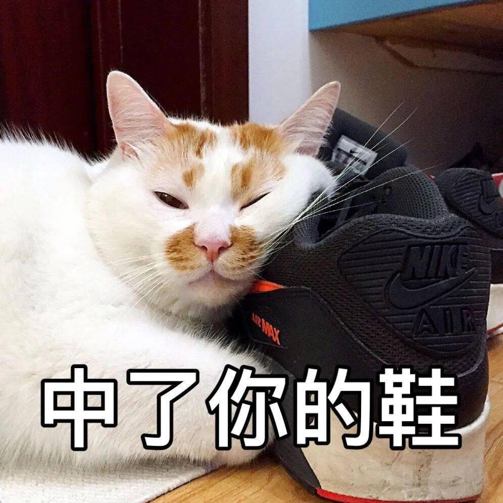 喵喵表情包第七期丨我只想安静的做一个堕落的富婆