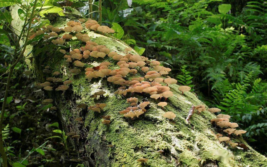 2006年11月4日,云南,西双版纳原始森林中的野生蘑菇 / 视觉中国