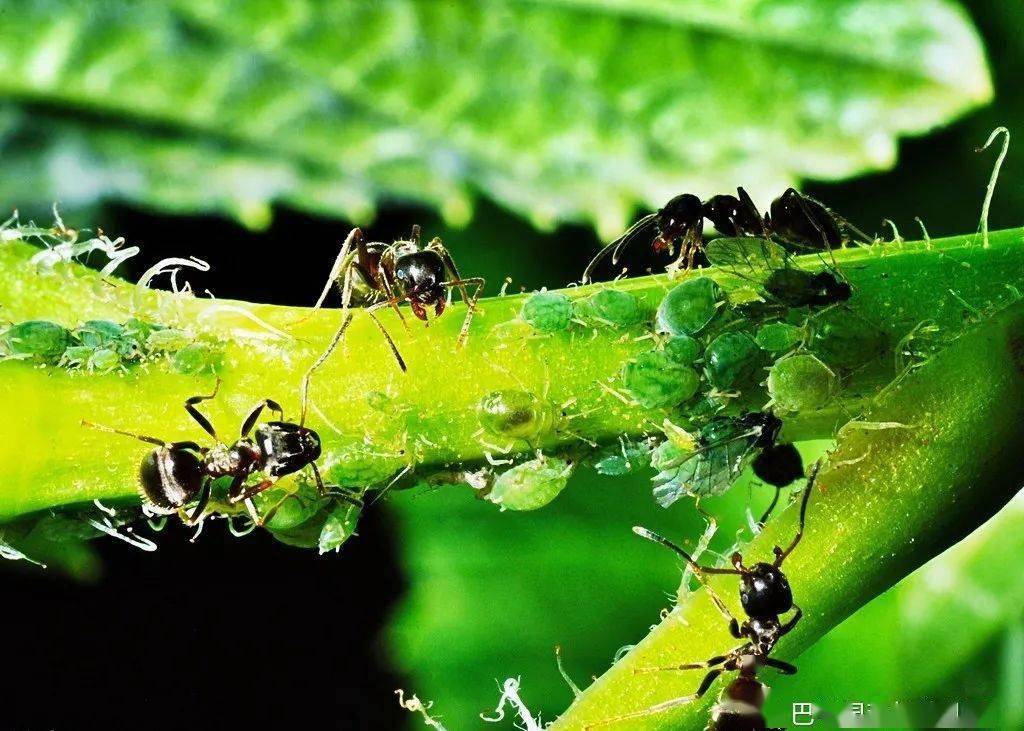 【巴学园】蚂蚁家族的小世界——自然探究记