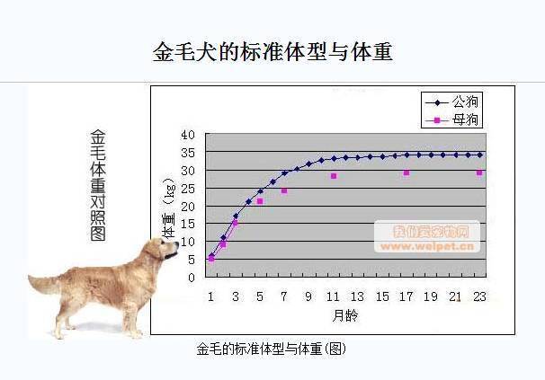 金毛犬体重身高标准表图片