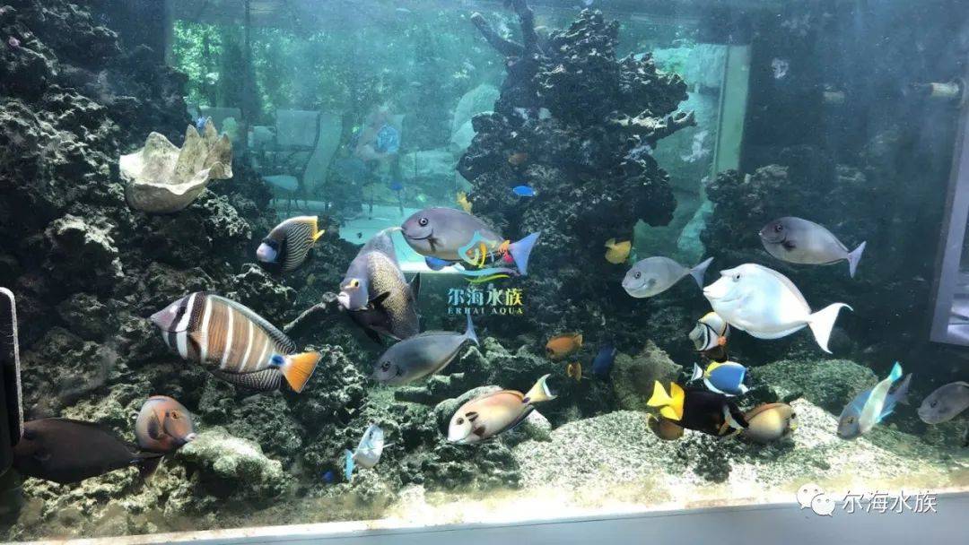 10吨双面观景fot海水缸