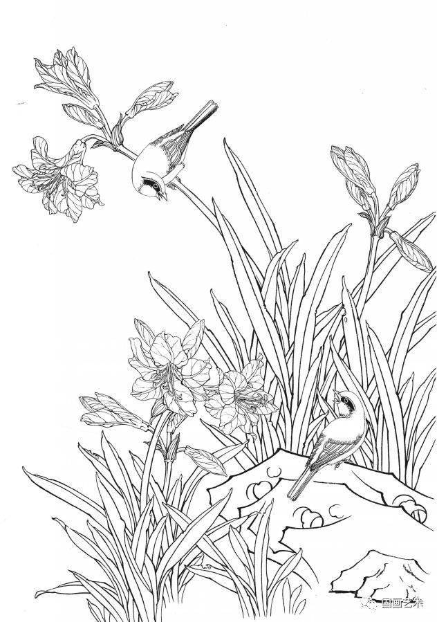 资料分享一组漂亮的工笔白描花鸟