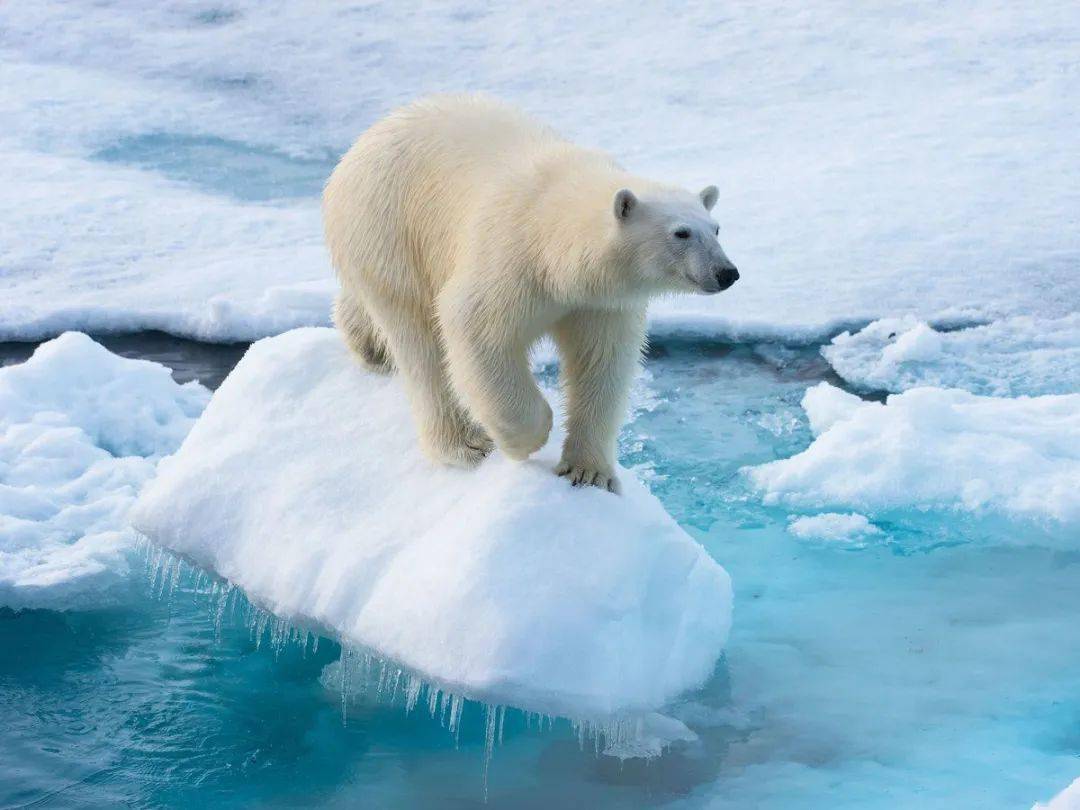 北极圈现378度高温:后果不仅是北极绿了这么简单