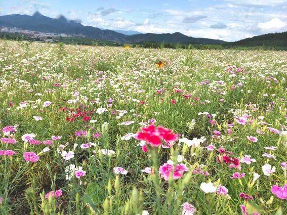 五彩花海浪漫上線承包延邊這個夏天的心動