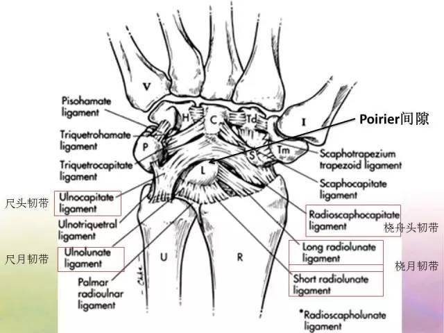 基础学习腕关节解剖详解