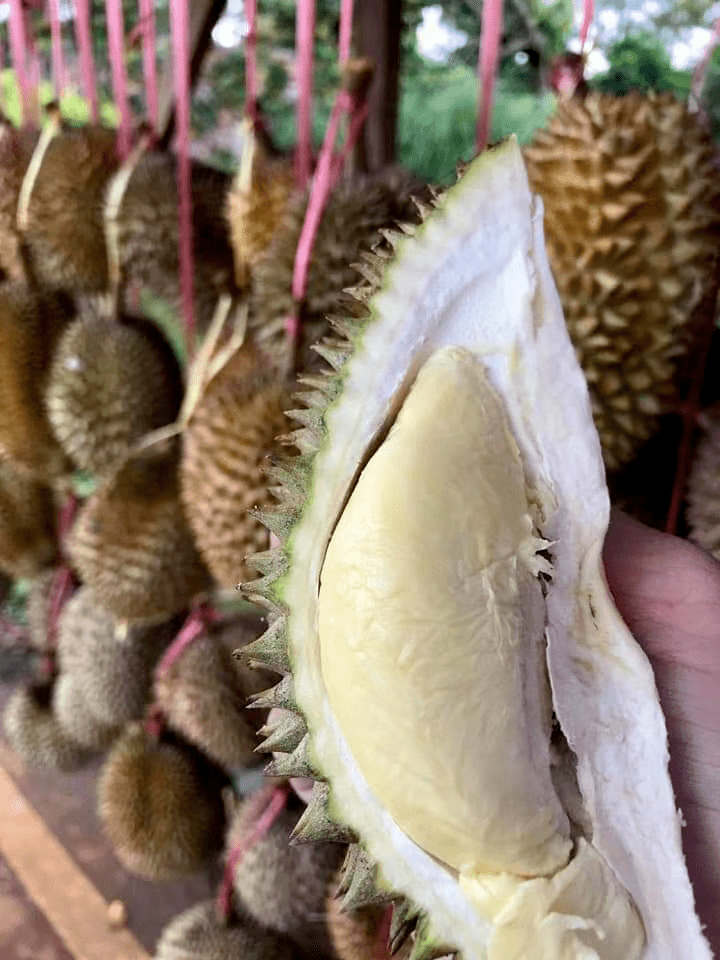 老挝"巴掌大"榴莲物美价廉,每公斤售价仅需人民币19元