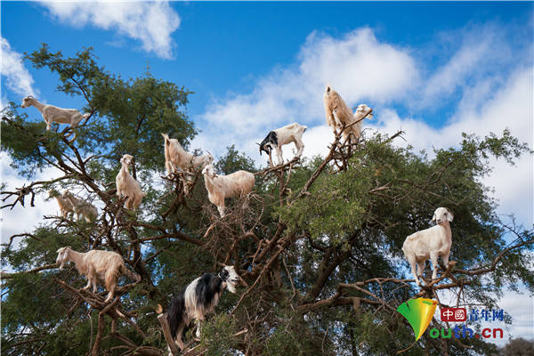 摩洛哥再现"羊上树"奇景