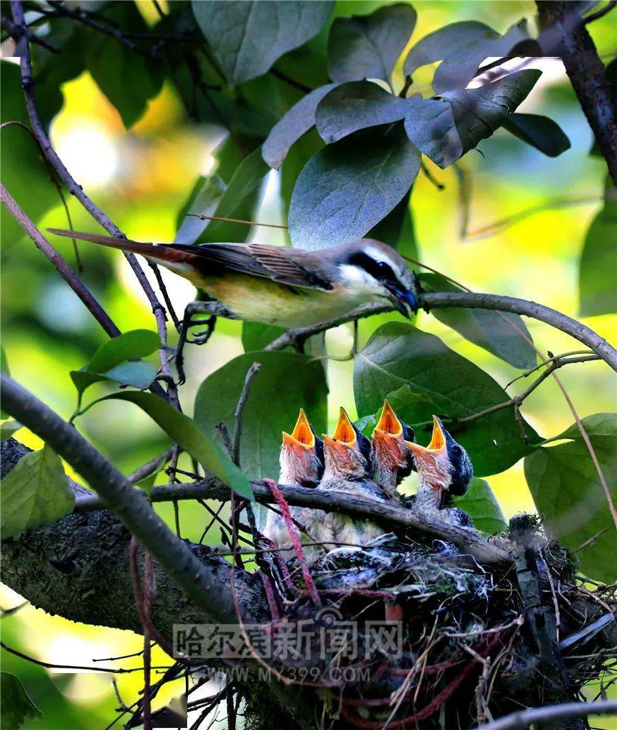 手机记者在公园,湿地,街边, 拍下了一组亲鸟哺育小鸟的镜头.