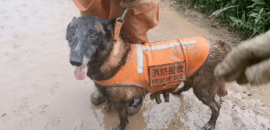 山体滑坡搜救现场,搜救犬金毛为救人变"泥猴".