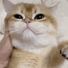 卖萌表情小奶猫表情包三