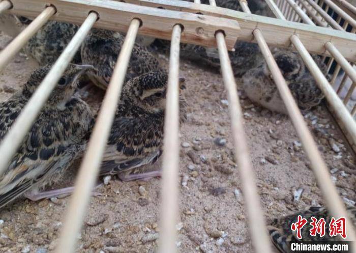 内蒙古公安机关破获一起特大非法狩猎百灵鸟案_手机搜狐网