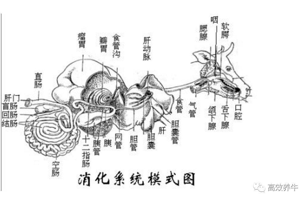 养牛羊就是养胃花小钱赚大钱别不信