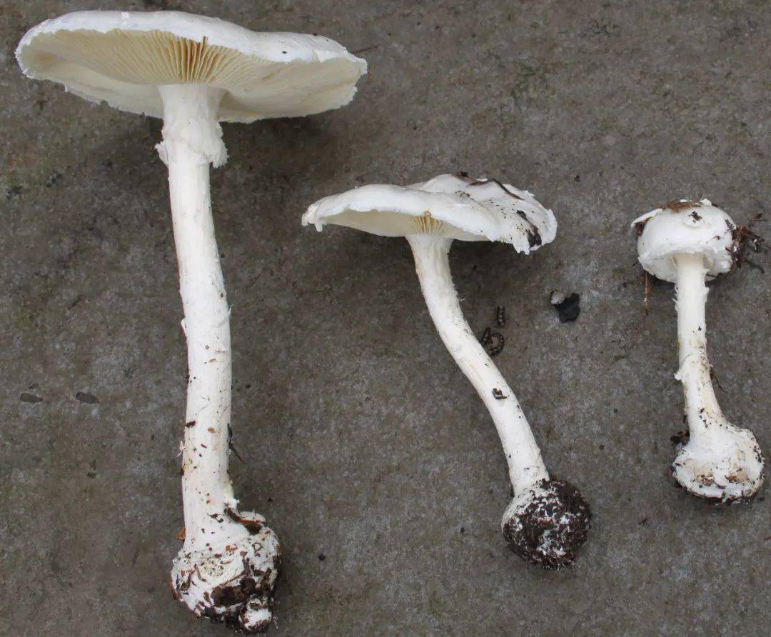 欧氏鹅膏(图片来源:中国疾控中心)