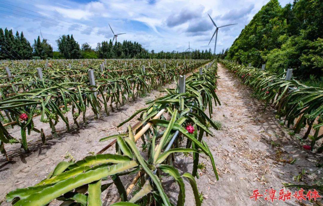 平潭種植的臺灣水果大豐收!