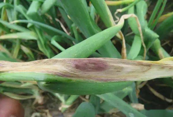 洋葱田后期的防控对象及用药建议