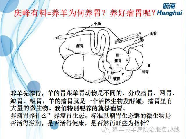 特别是饲喂高水平淀粉时,影响更为严重,常常导致瘤胃炎或者是酸中毒